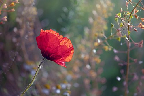 Romantische Mohnblume