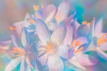 Rainbow bloemen zacht getinte lente krokus bloemen van Jolanda de Jong-Jansen