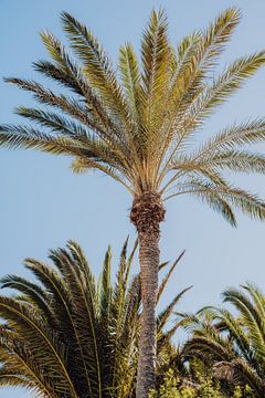 Palmbomen in vintage kleuren van Kiki Multem
