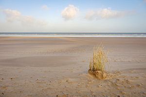 Des roseaux sur la plage sur Johan Vanbockryck