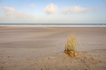 Lump of reeds on the beach