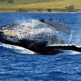 Humpback whale jumps out of the sea near Hawaii into the Pacific Ocean by Martijn de Jonge