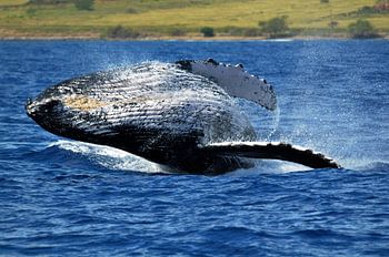 Humpback whale jumps out of the sea near Hawaii into the Pacific Ocean