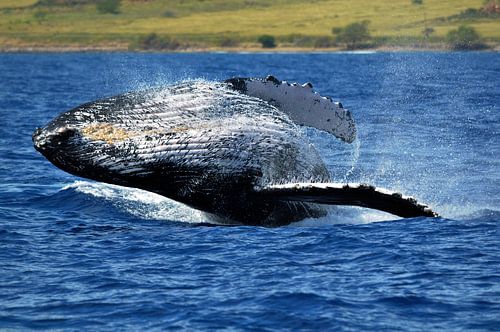 Bultrug-walvis springt uit de zee bij Hawaii in de Grote Oceaan