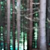 Turquoise forest by Joske Kempink