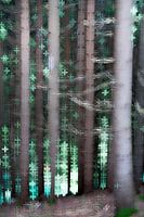 La forêt turquoise