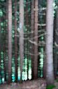 La forêt turquoise par Joske Kempink Aperçu