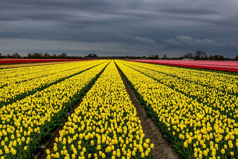 yellow tulip field with dark sky by peterheinspictures