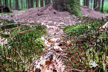 Mierenhoop in het bos bij Gasselte in Drenthe