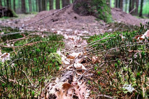 Ants in the woods near Gasselte in Drenthe