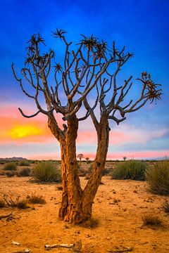Köcherbaum bei Sonnenaufgang in der Kalahari-Wüste, Namibia