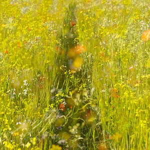 Wandern durch Feldblumen