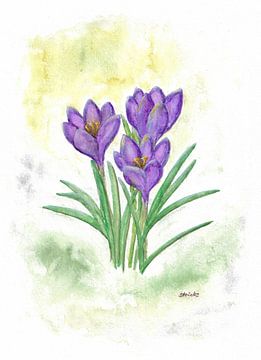 Crocuses by Sandra Steinke