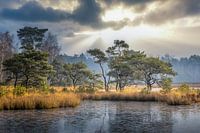 Ochtensfeer Beegderheide