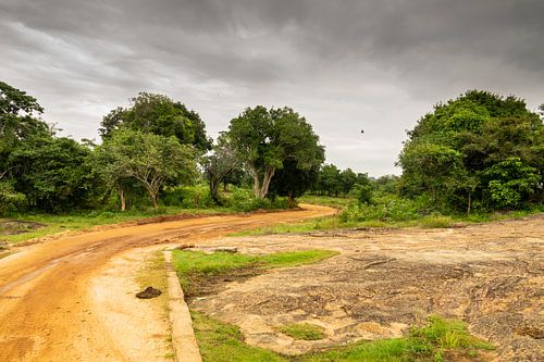 Udawalawe - jungle sri lanka