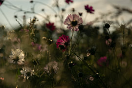 Eine traumhafte Wiese