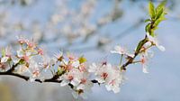 kirschblüten