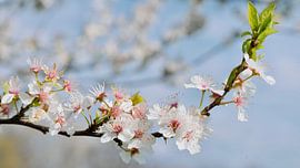 kersenbloesems van Stefanie Hürrich