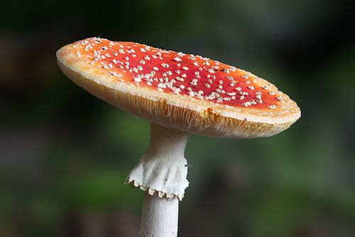 Fly agaric