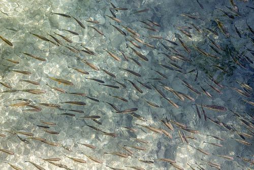 Schwarmintelligenz von Fartifos