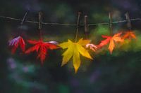 Herfstbladeren aan waslijn.
