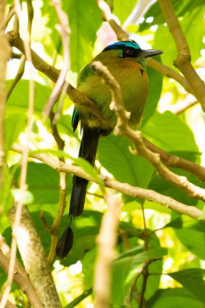 Motmot by Merijn Loch