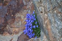 Flower in Pyreneeën
