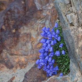 Flower in Pyreneeën van Maaikel de Haas