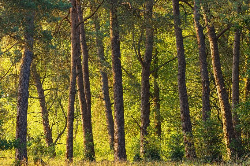 Sunrise Dwingelderveld - Drenthe (Netherlands) by Marcel Kerdijk
