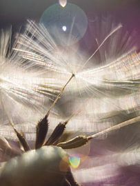 Detail von Löwenzahnflaum von Mr White Takes Pictures