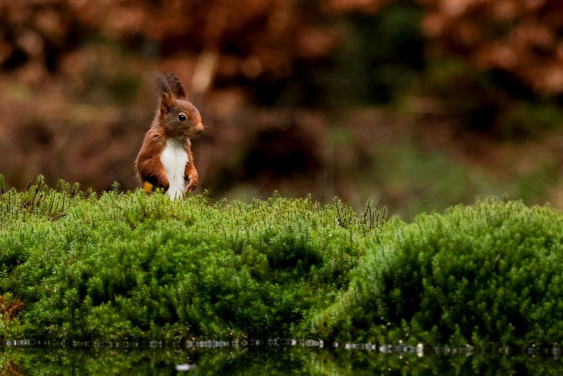 Are there any nuts? by Daniëlle Eibrink Jansen