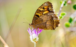 Schmetterling