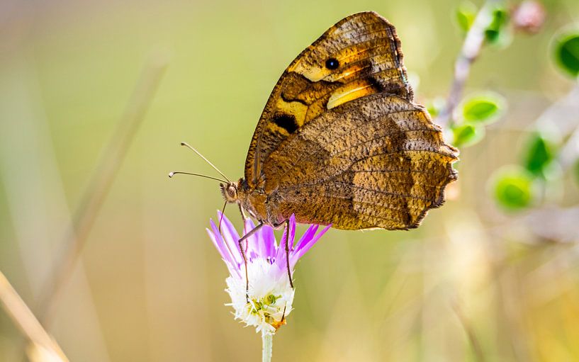 Butterfly by Stijn Cleynhens