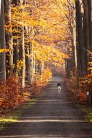 On horseback in the scenic nature