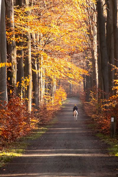 On horseback in the scenic nature by Greet Thijs