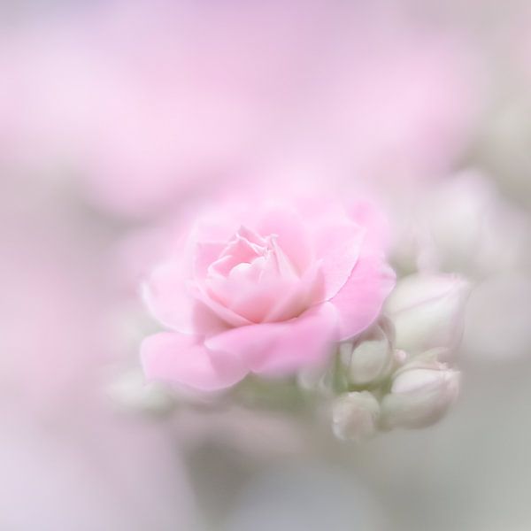 flower by Vliner Flowers