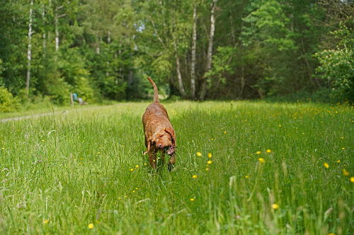 In de wei met een bruine Magyar Vizsla draadhaar.