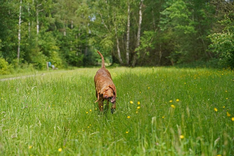 On the meadow with a brown Magyar Vizsla wirehair. by Babetts Bildergalerie