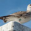 lesser black-backed gull by Jan van der Knaap