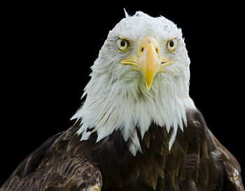 Roofvogel close up