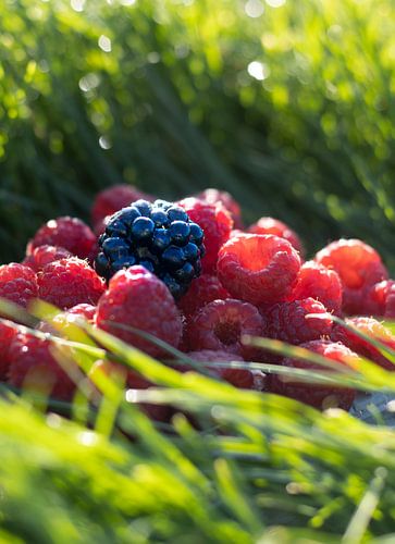 Fruit in de natuur