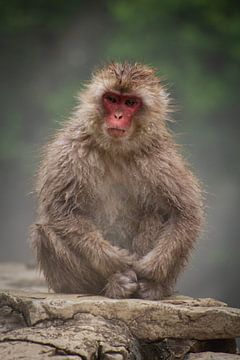 Japanese macaque van BL Photography