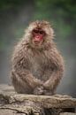 Japanese macaque van BL Photography thumbnail