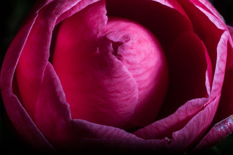 Camelia by Sander Eggen