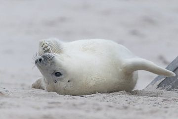 white seals puppy UP side down by Desirée Couwenberg
