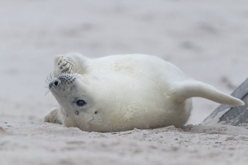 witte zeehonden puppy UP side down van Desirée Couwenberg