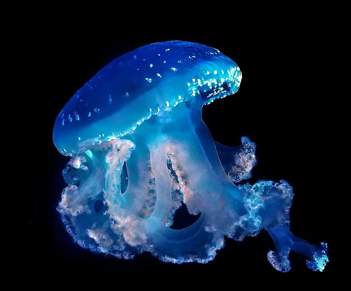 Jellyfish by Loek Lobel