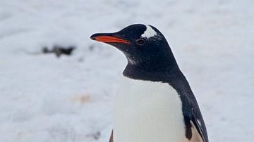 Portret van een wilde Pinguïn op Antarctica van Eric de Haan