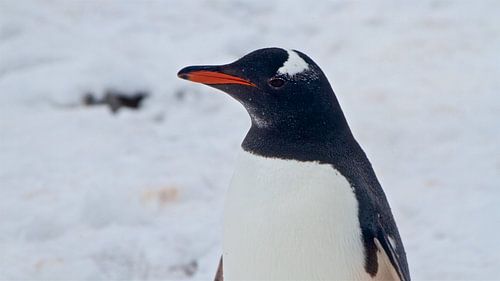 Portret van een wilde Pinguïn op Antarctica