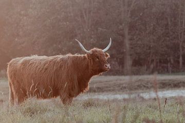 Schotse Hooglanders in de Nederlandse Duinen van Anne Zwagers